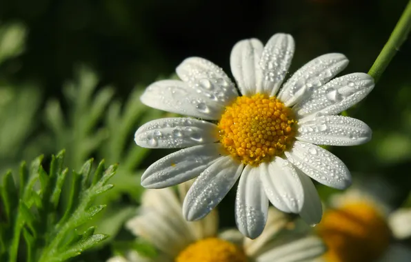White, flower, drops