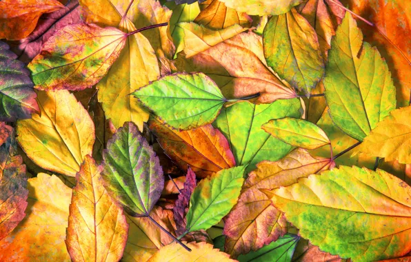 Картинка осень, листья, фон, colorful, texture, background, autumn, leaves