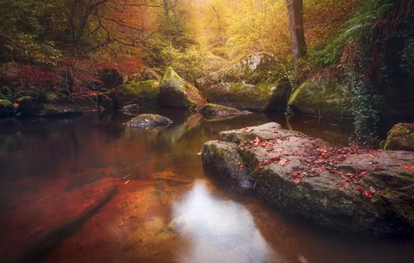 Осень, лес, листья, вода, природа, камень