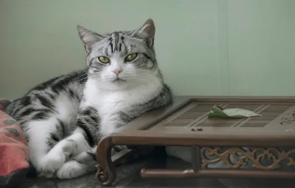 Кошка, кот, взгляд, серый, стена, листок, портрет, лежит