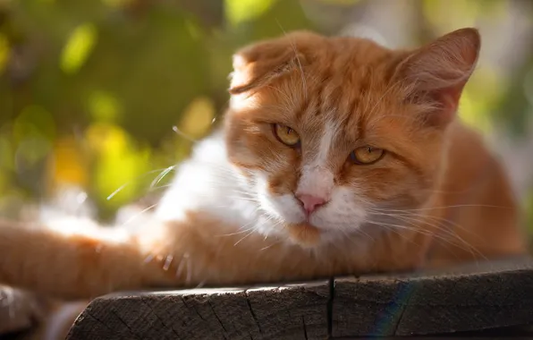 Кошка, кот, взгляд, морда, свет, природа, поза, блики