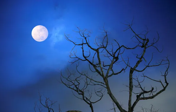 Картинка небо, ветки, дерево, луна, Ночь