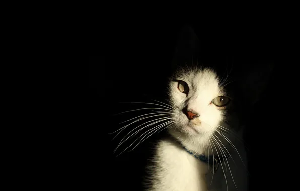 Картинка кошка, взгляд, свет