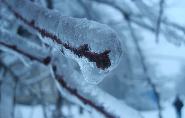 Ice, winter, bush