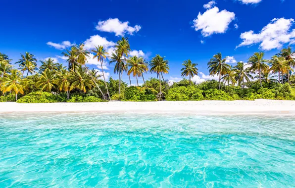 Пляж, пальмы, океан, Сейшелы, Индийский океан