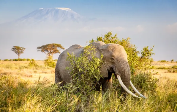 Картинка слон, гора, Африка