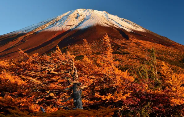 Картинка осень, небо, деревья, Япония, склон, гора Фудзияма