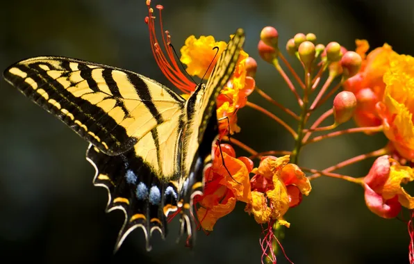 Цветок, природа, бабочка