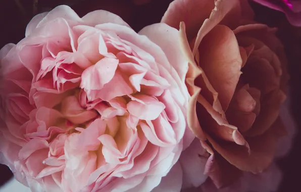Картинка цветы, розовая, розы