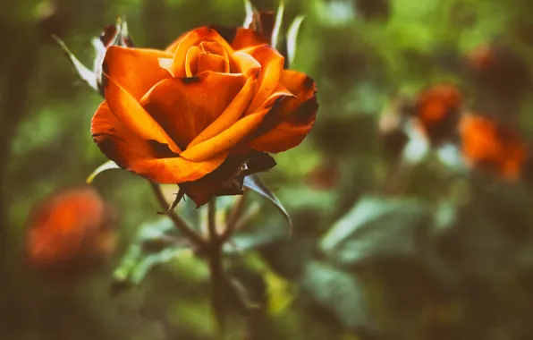 Картинка цветок, оранжевый, роза, лепестки