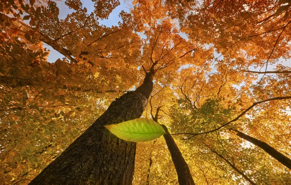 Осень, лист, дерево, autumn, tree, leaf, Stephen Clough