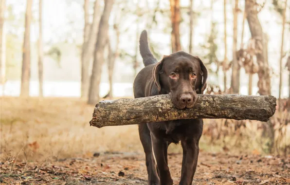 Forest, wood, dog