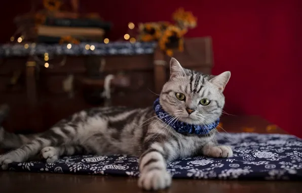 Кошка, кот, поза, котенок, комната, пол, лежит, ошейник