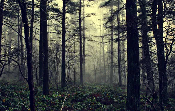 Картинка лес, природа, туман, the fog of illusion