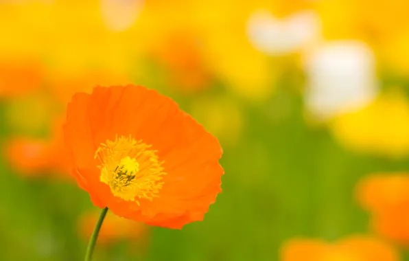 Картинка цветок, лето, макро, оранжевый, желтый, яркий, тепло, поляна