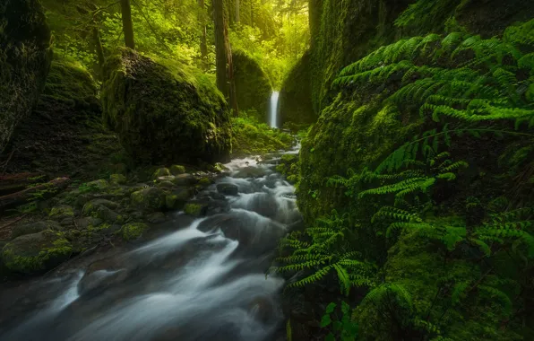 Картинка лес, водопад, США, папоротник, Oregon, Mossy Grotto Falls
