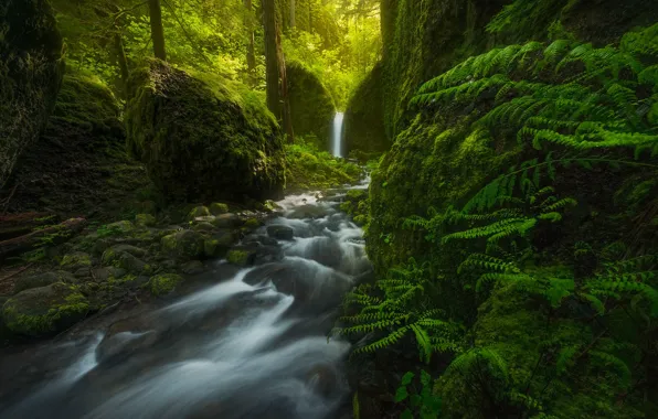 Лес, водопад, США, папоротник, Oregon, Mossy Grotto Falls