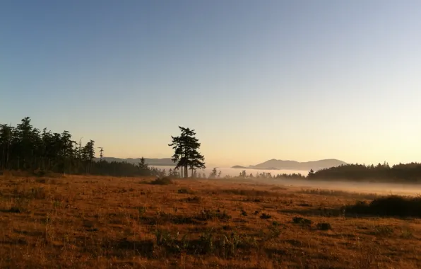 Картинка горы, природа, туман, озеро, утро, morning, mist with meadow and tree