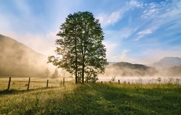 Картинка туман, дерево, утро, Michael Breitung, Бовария