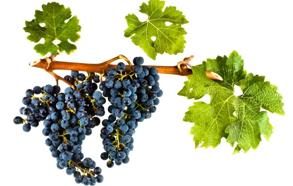 Wine, leaves, grapes, red wine, vitis vinifera, Cabernet Sauvignon