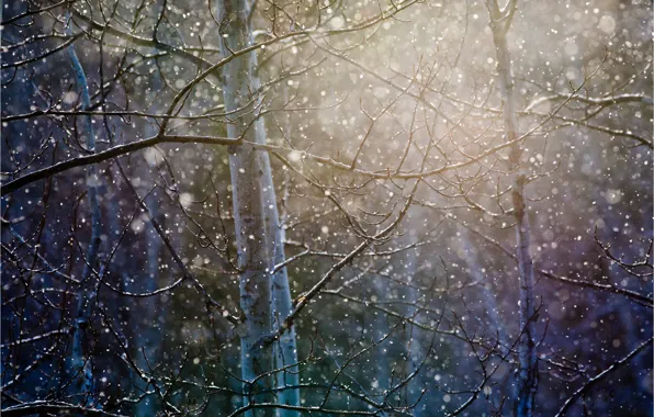Картинка лес, снег, деревья, ветки