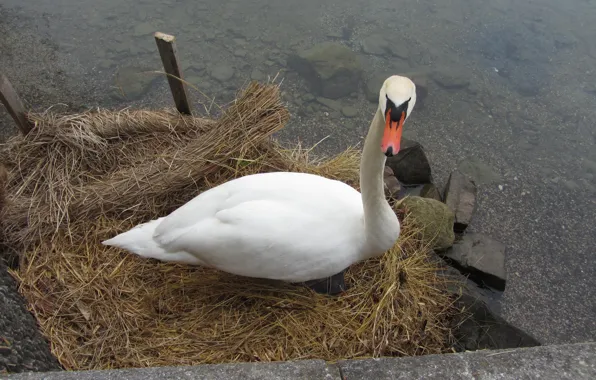 Lake, Swan, Animal