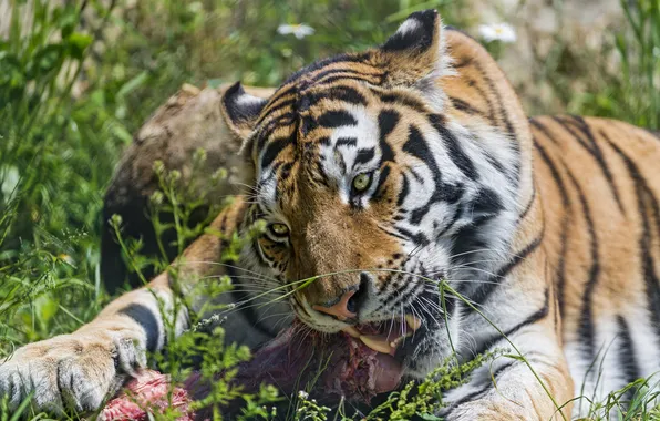Картинка кошка, лето, трава, клыки, мясо, ест, амурский тигр, ©Tambako The Jaguar