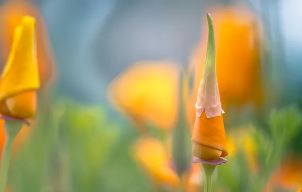 Картинка цветок, макро, оранжевый, лепестки, эшштольция калифорнийская