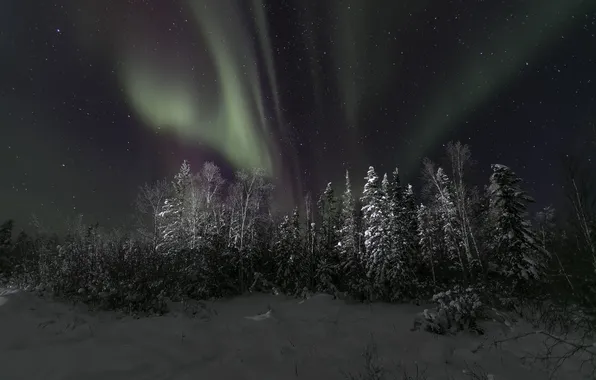 Картинка зима, небо, звезды, снег, деревья, ночь, северное сияние, Северная Канада
