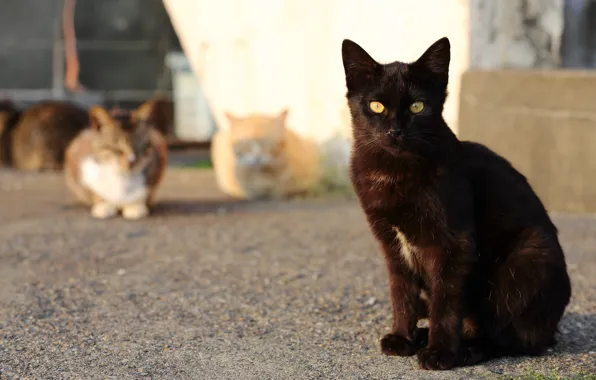 Кошка, кот, взгляд, кошки, черный, уличные, портовые