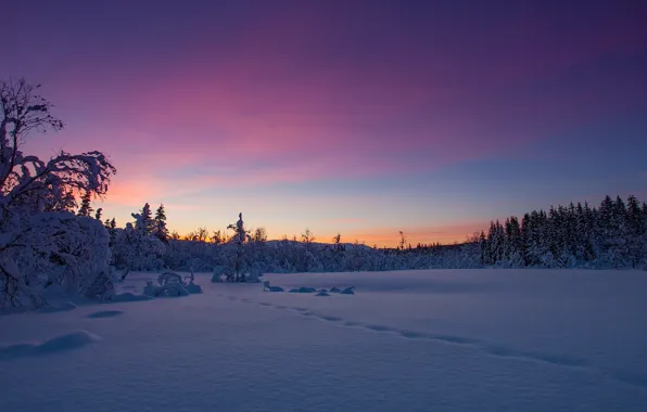 Зима, лес, снег, закат, следы, Норвегия, сугробы, Norway