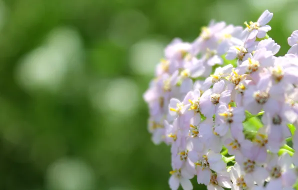 Лето, макро, цветы, тысячелистник, Травы