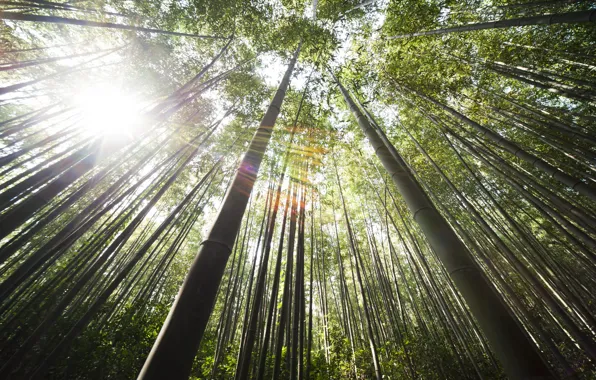 Трава, природа, растение, grass, forest, nature, bamboo, plant