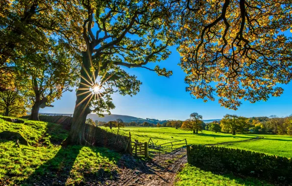 Nature, Landscape, Tree, Autumn, Europe, England, Sunshine, United Kingdom