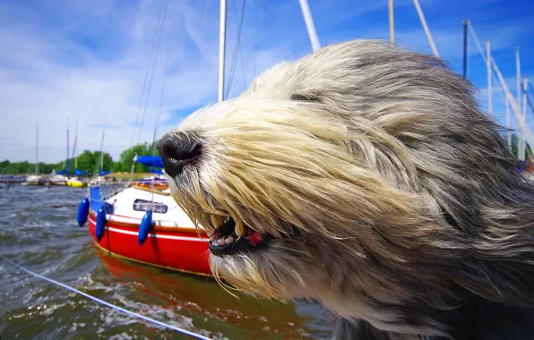 Картинка морда, ветер, собака, яхты, Бородатый колли, солёный пёс