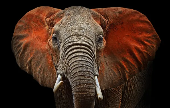Elephant, ears, mammal