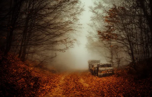 Картинка дорога, осень, лес, туман, брёвна