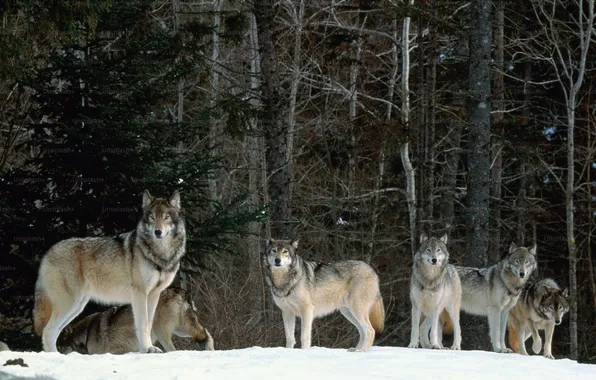 Nature, face, animal, wolf, wildlife, head, fur, mammal