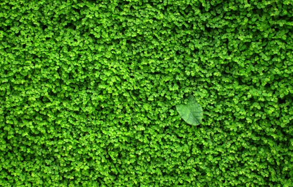 Зелень, стена, растение, листочки