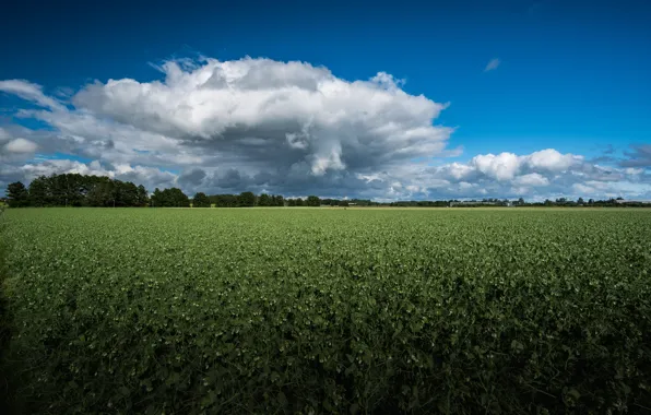Картинка зелень, поле, небо, облака, синева, плантация