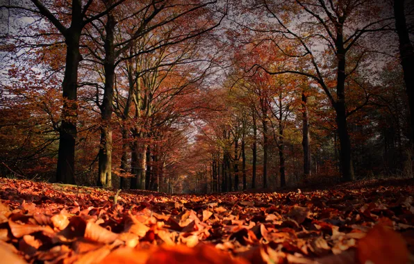 Картинка осень, листья, деревья, листопад, Autumn