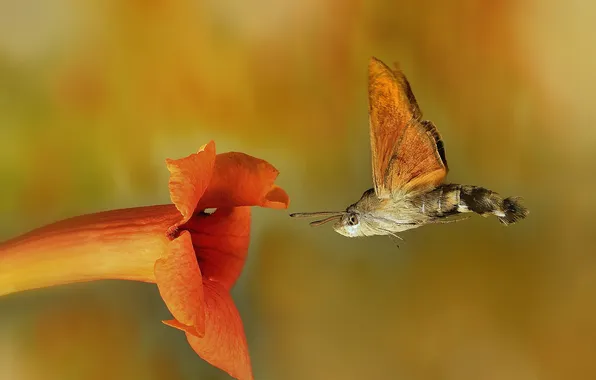 Картинка цветок, бабочка, Macroglossum stellatarum, языкан обыкновенный
