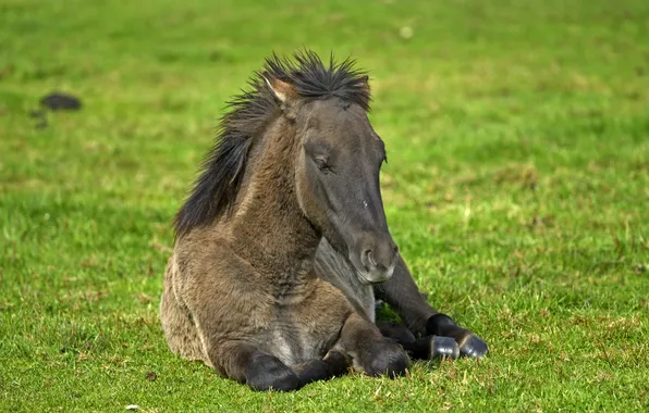Картинка трава, конь, отдых, лошадь