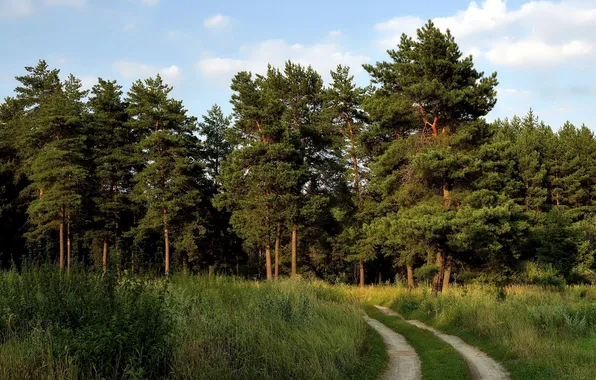 Дорога, поле, пейзаж, природа