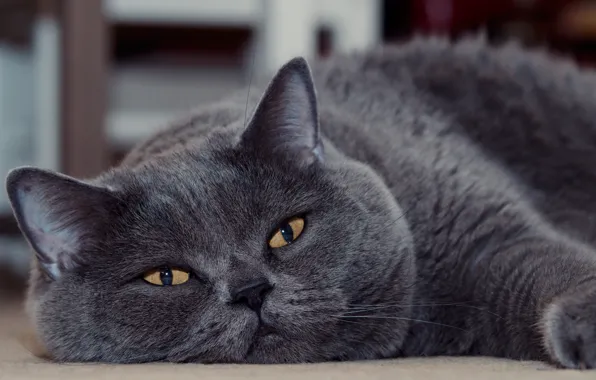Картинка кот, взгляд, мордочка, котэ, котофей, Британская короткошёрстная кошка
