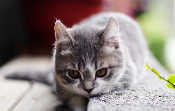 Кошка, взгляд, котенок, серый, фон, портрет, малыш, котёнок