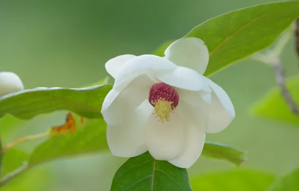 Картинка цветок, белая, магнолия
