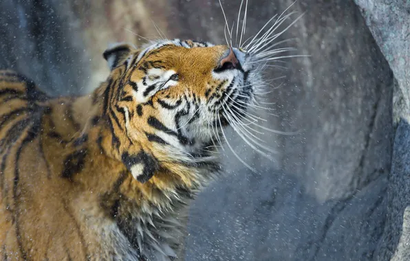Картинка кошка, брызги, тигр, мокрый, амурский тигр, ©Tambako The Jaguar