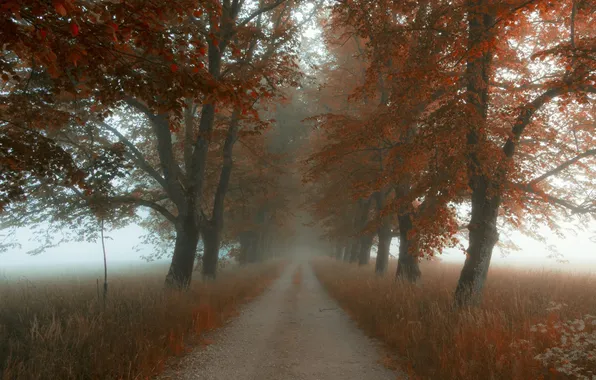 Картинка дорога, поле, осень, листья, деревья, туман, листва, сельская местность