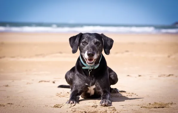 Картинка пляж, фон, собака